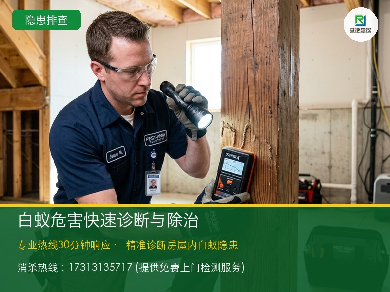 白蚁危害整治